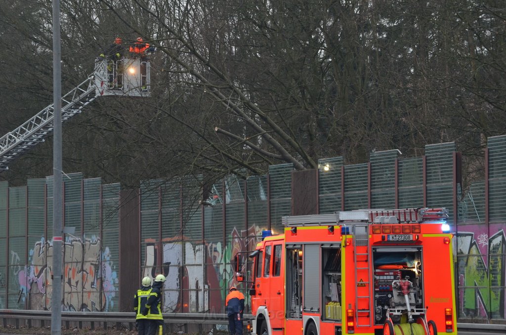 Einsatz BF Baum Koeln Vingst Vingster Ring P26.JPG - Miklos Laubert